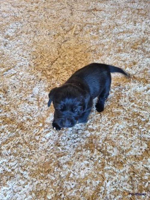 Labrador Puppies for sale in Broom, Alcester - Image 4