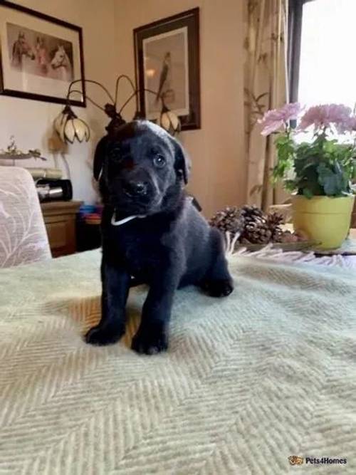 Black Labrador (Drakehead) Puppies FTCH for sale in Acton Round, Shropshire - Image 4