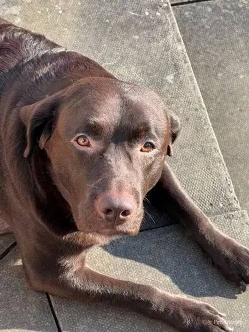 Chocolate Labrador for sale in Acocks Green, Birmingham - Image 3