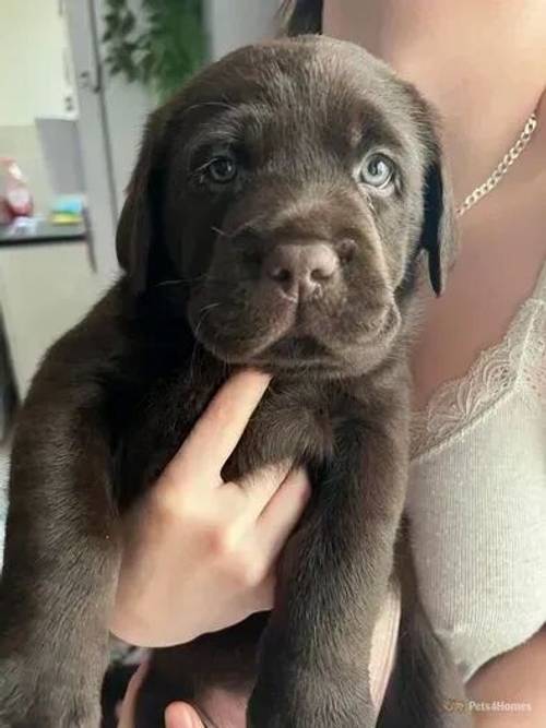 Chocolate Labrador for sale in Acocks Green, Birmingham - Image 4