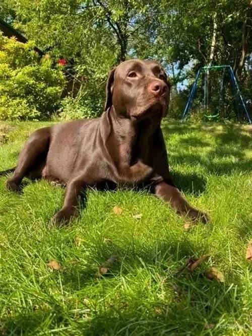 Chocolate Labrador for sale in Acocks Green, Birmingham - Image 5