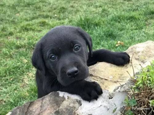 Black Labrador Puppies for sale in Rhosesmor, Mold - Image 1