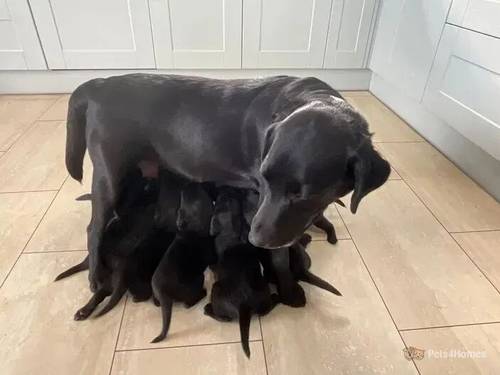 Black Labrador Puppies for sale in Rhosesmor, Mold - Image 3