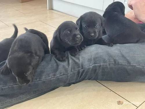 Black Labrador Puppies for sale in Rhosesmor, Mold - Image 4