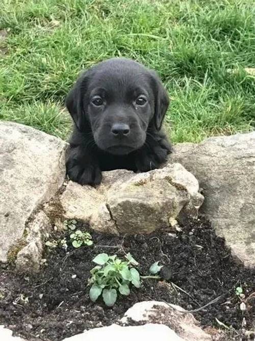 Black Labrador Puppies for sale in Rhosesmor, Mold - Image 5