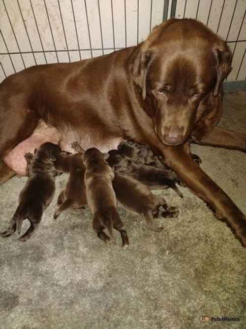 Excellent Quality KC Litter of Chocolate Labrador for sale in Spot Acre, Stone - Image 1