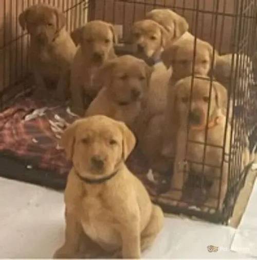 kc reg Labrador Fox red puppy's for sale in Tow Law, County Durham - Image 4