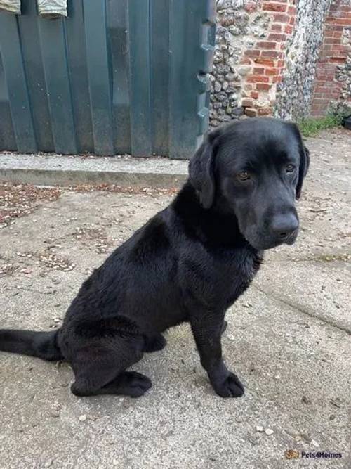 3 year old dog for sale in Great Cressingham, Thetford - Image 1