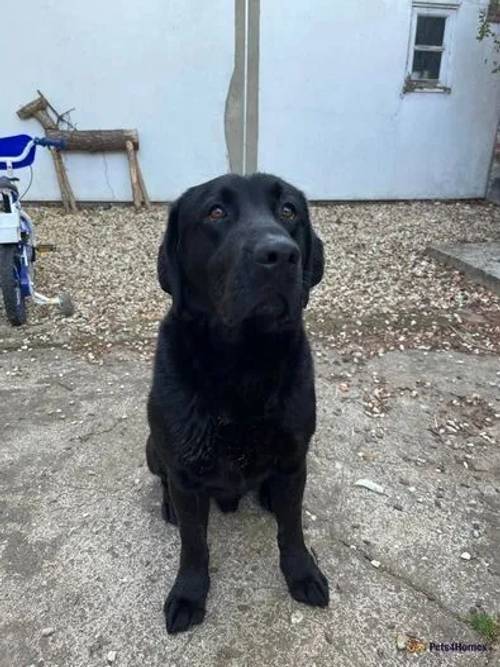 3 year old dog for sale in Great Cressingham, Thetford - Image 2