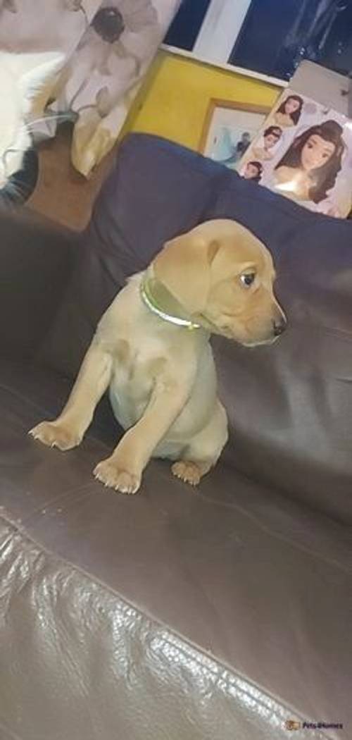 KC fox red Labrador puppies for sale in Brize Norton, Oxfordshire - Image 4