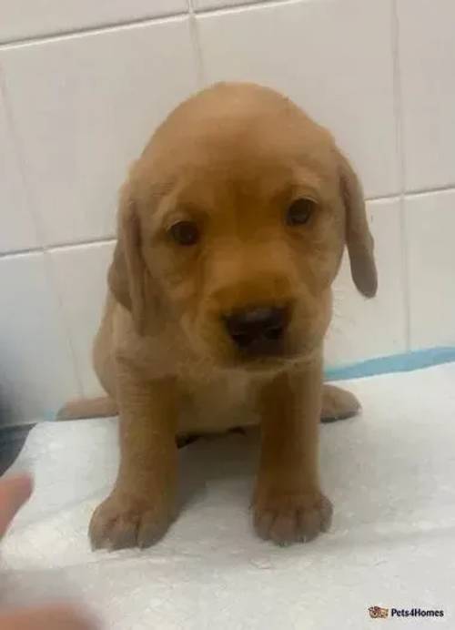 Kc reg Labrador puppies for sale in Tongham, Farnham - Image 2