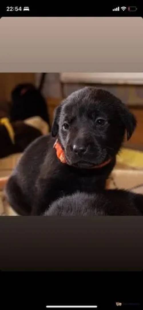 4 male Labradors for sale in Caergeiliog, Isle of Anglesey - Image 3