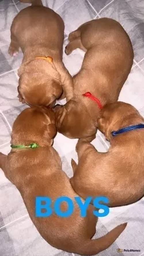 !!! KC FOX RED LABRADOR PUPPIES !!! for sale in St Ninians, Stirling - Image 2