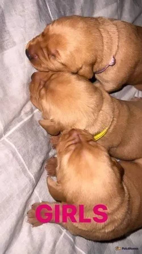 !!! KC FOX RED LABRADOR PUPPIES !!! for sale in St Ninians, Stirling - Image 3