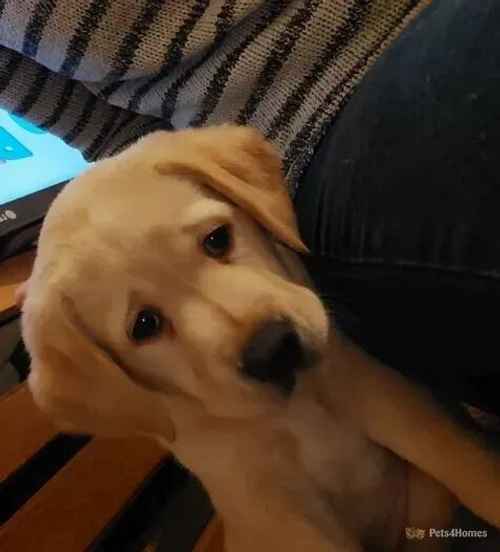 Retriever Labrador puppies left 1 boy and 1 girl. for sale in Leicester, Leicestershire - Image 1