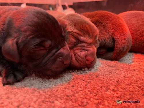 Traditional Show Type Labrador Puppies for sale in Moss Side, Leyland - Image 1