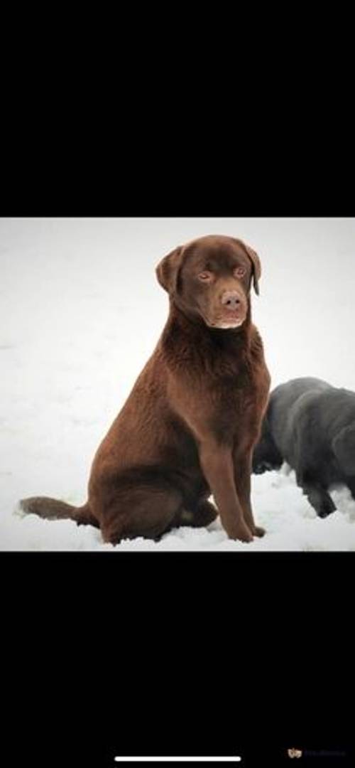 Traditional Show Type Labrador Puppies for sale in Moss Side, Leyland - Image 4