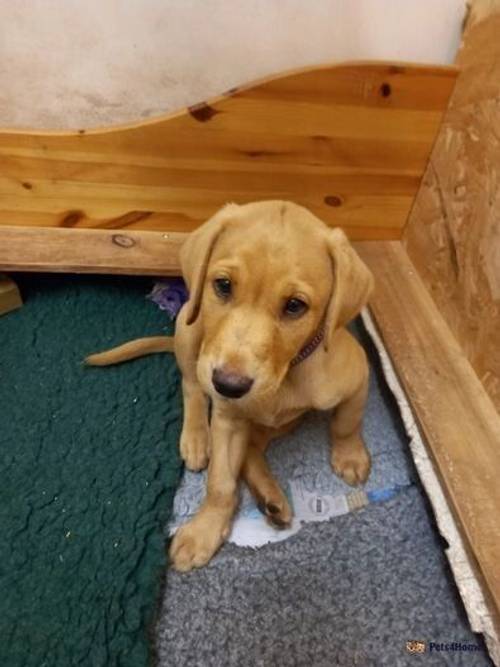 ONE Gorgeous honey colour LAB PUP left for sale in Kilmington, Axminster - Image 1