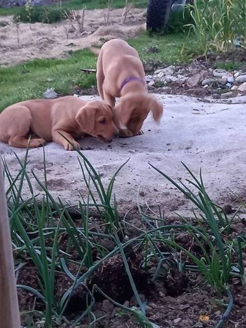 ONE Gorgeous honey colour LAB PUP left for sale in Kilmington, Axminster - Image 2