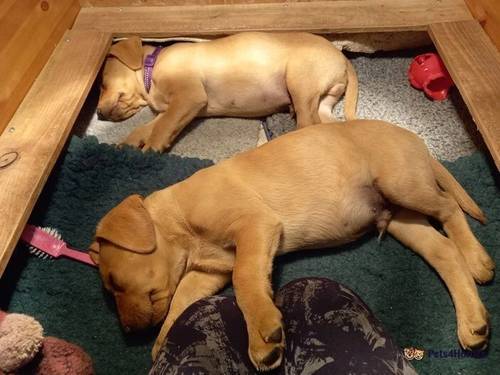 ONE Gorgeous honey colour LAB PUP left for sale in Kilmington, Axminster - Image 3