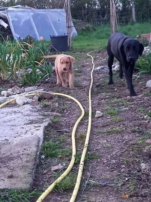 ONE Gorgeous honey colour LAB PUP left for sale in Kilmington, Axminster - Image 4