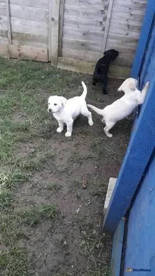 Amazing Kennel Club Registered Labrador Puppies for sale in Higham Ferrers, Northamptonshire - Image 2