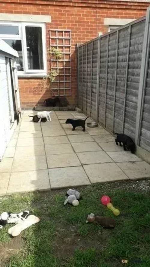 Amazing Kennel Club Registered Labrador Puppies for sale in Higham Ferrers, Northamptonshire - Image 3