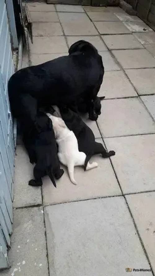 Amazing Kennel Club Registered Labrador Puppies for sale in Higham Ferrers, Northamptonshire - Image 4