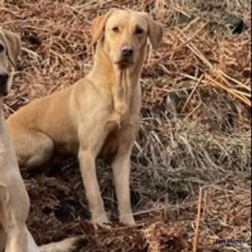 Lovely litter of KC labradors for sale in Holmbridge, West Yorkshire - Image 3