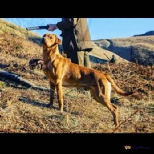 Lovely litter of KC labradors for sale in Holmbridge, West Yorkshire - Image 4