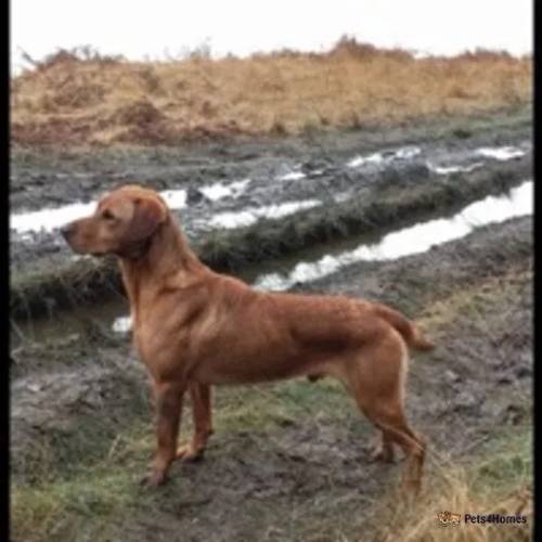 Lovely litter of KC labradors for sale in Holmbridge, West Yorkshire - Image 5