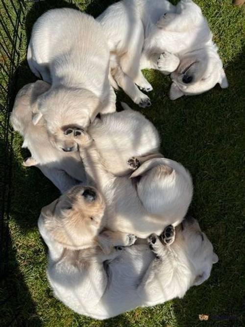 Goldador puppies for sale in Sherborne St John, Hampshire - Image 4