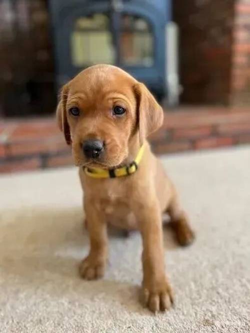 Stunning Fox Red Lab Puppies for sale in Melbourne, East Riding of Yorkshire - Image 2