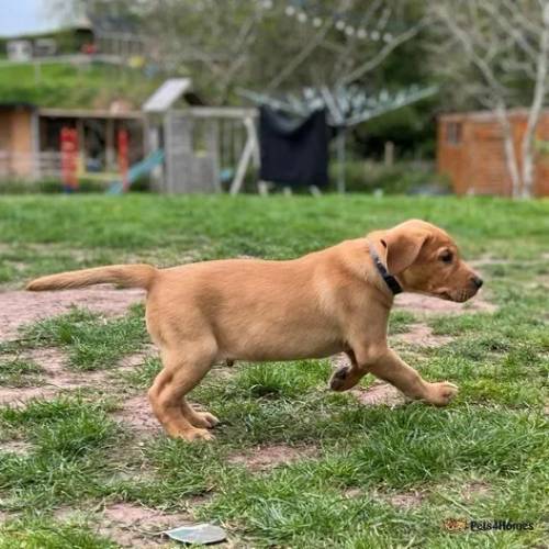 KC Fox Red DOG Puppy Remaining, READY NOW for sale in Farhill, Chepstow - Image 5