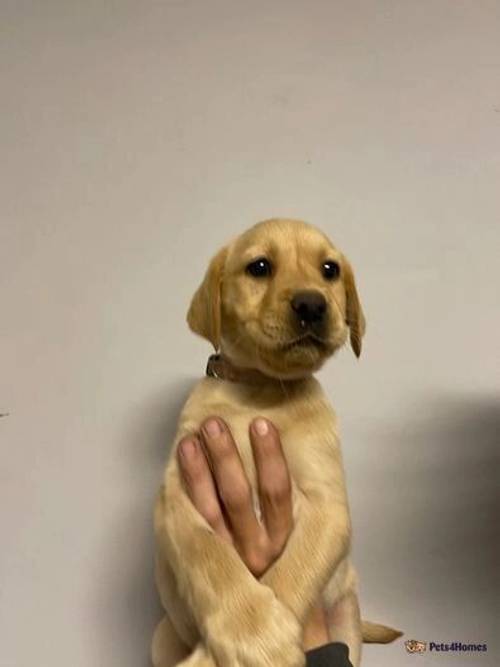 Golden female lab puppy ready to go 28th April for sale in Rippingale, Bourne - Image 2