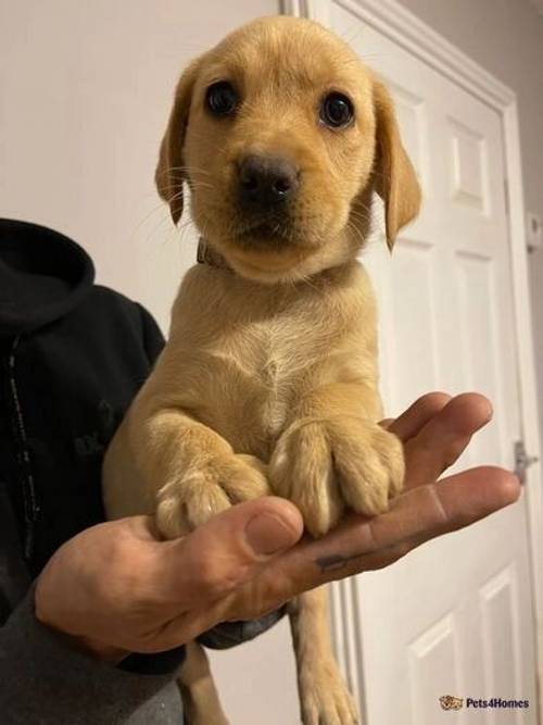 Golden female lab puppy ready to go 28th April for sale in Rippingale, Bourne - Image 3