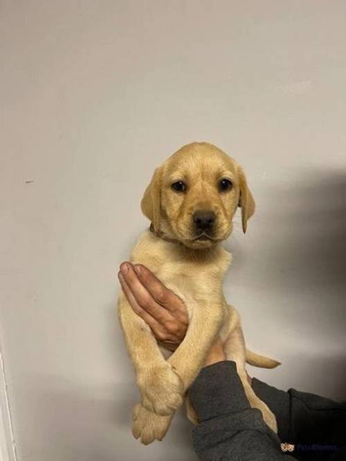 Golden female lab puppy ready to go 28th April for sale in Rippingale, Bourne - Image 4