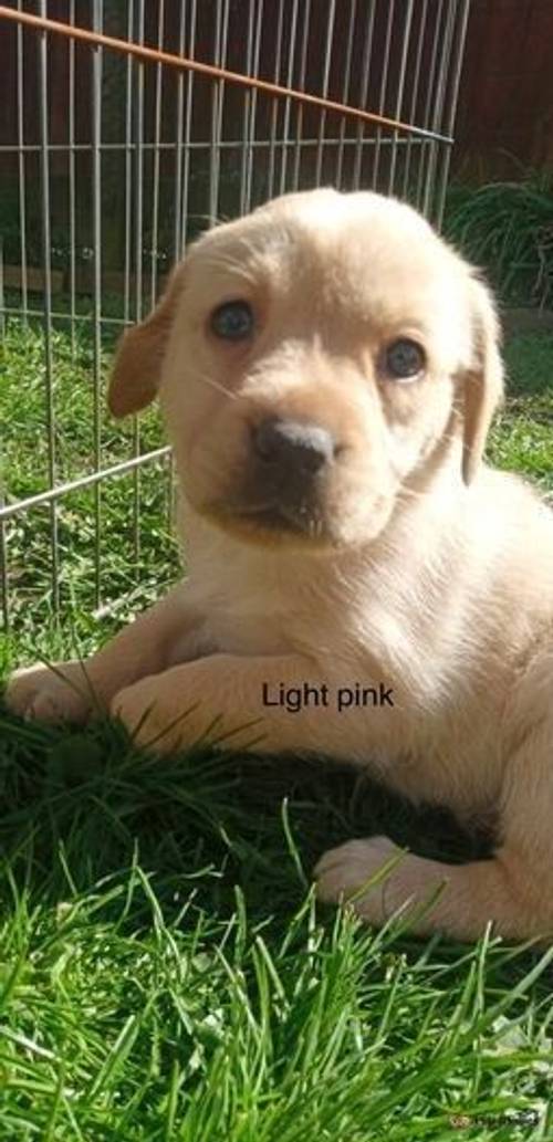 Golden female lab puppy ready to go 28th April for sale in Rippingale, Bourne - Image 5