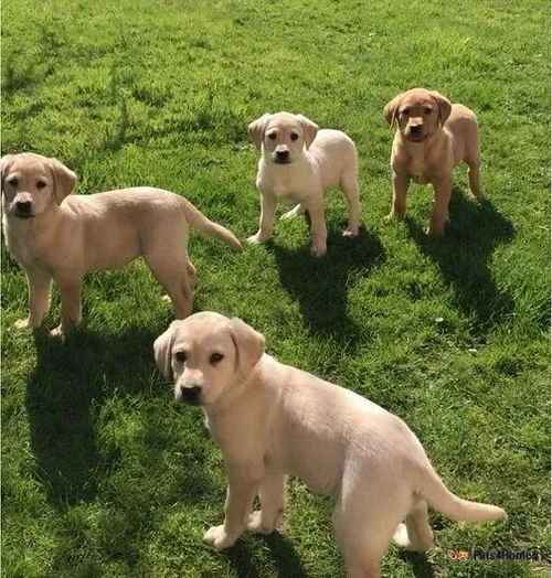 Beautiful Well Bred Labrador Puppies For Sale in Hewish, Weston-super-Mare - Image 1