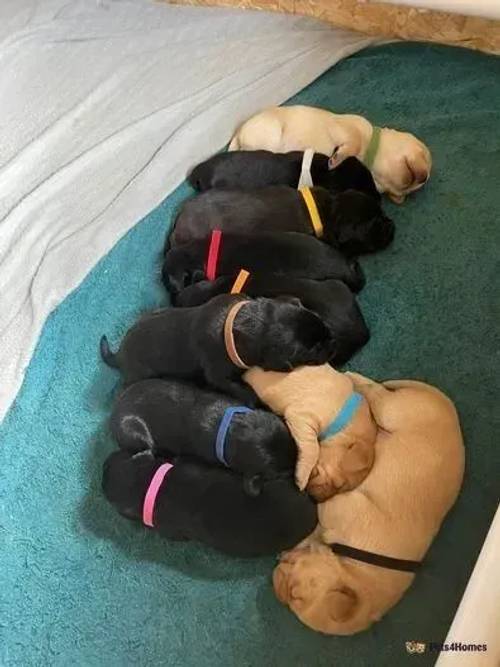 KC Registered Labrador Puppies for sale in Bishopmill, Moray - Image 1