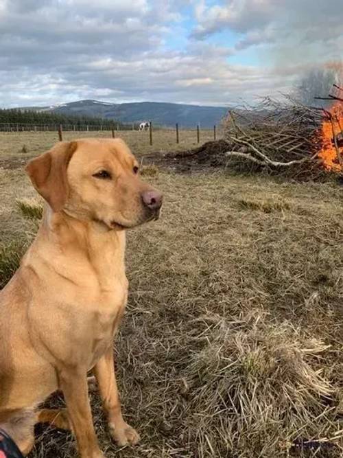 KC Registered Labrador Puppies for sale in Bishopmill, Moray - Image 2