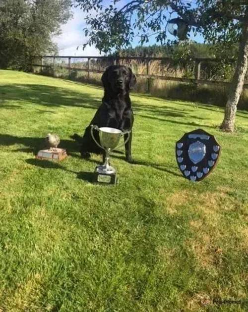 KC Registered Labrador Puppies for sale in Bishopmill, Moray - Image 4