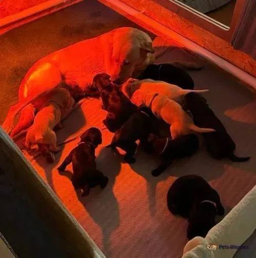 KC Registered Labrador Puppies for sale in Bishopmill, Moray - Image 5