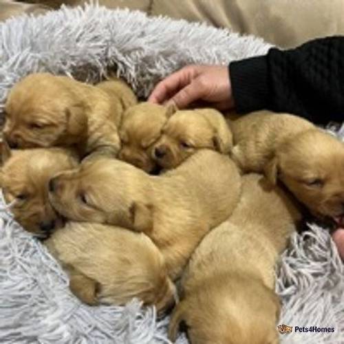 Fox Red KC Labrador puppies for sale in Bishop Auckland, County Durham - Image 1