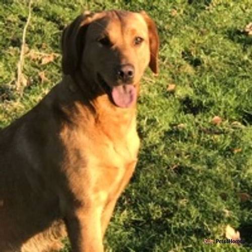 Fox Red KC Labrador puppies for sale in Bishop Auckland, County Durham - Image 3