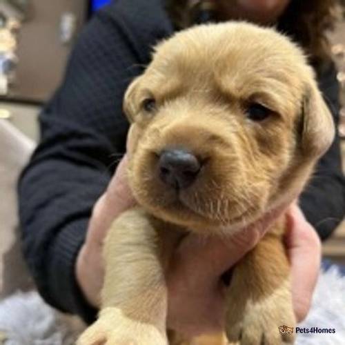 Fox Red KC Labrador puppies for sale in Bishop Auckland, County Durham - Image 5