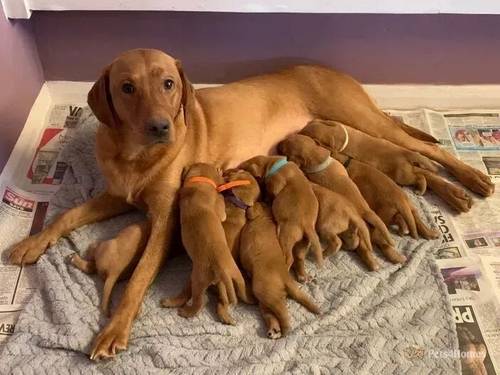 Fox Red Labrador retriever Puppies K.C Registered for sale in Butlocks Heath, Hampshire - Image 2