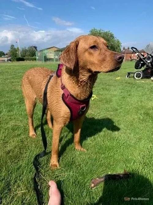 Fox Red Labrador retriever Puppies K.C Registered for sale in Butlocks Heath, Hampshire - Image 5