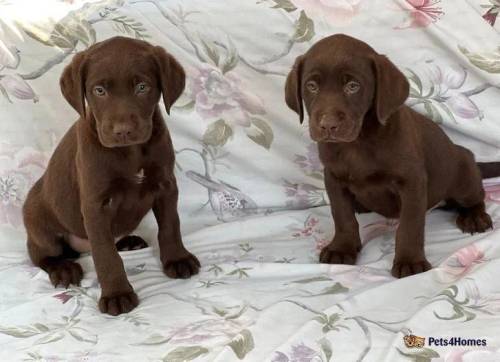 Labrador puppies for sale in Pitsea, Essex - Image 2