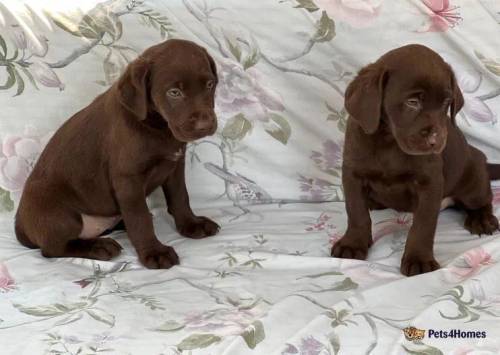 Labrador puppies for sale in Pitsea, Essex - Image 3